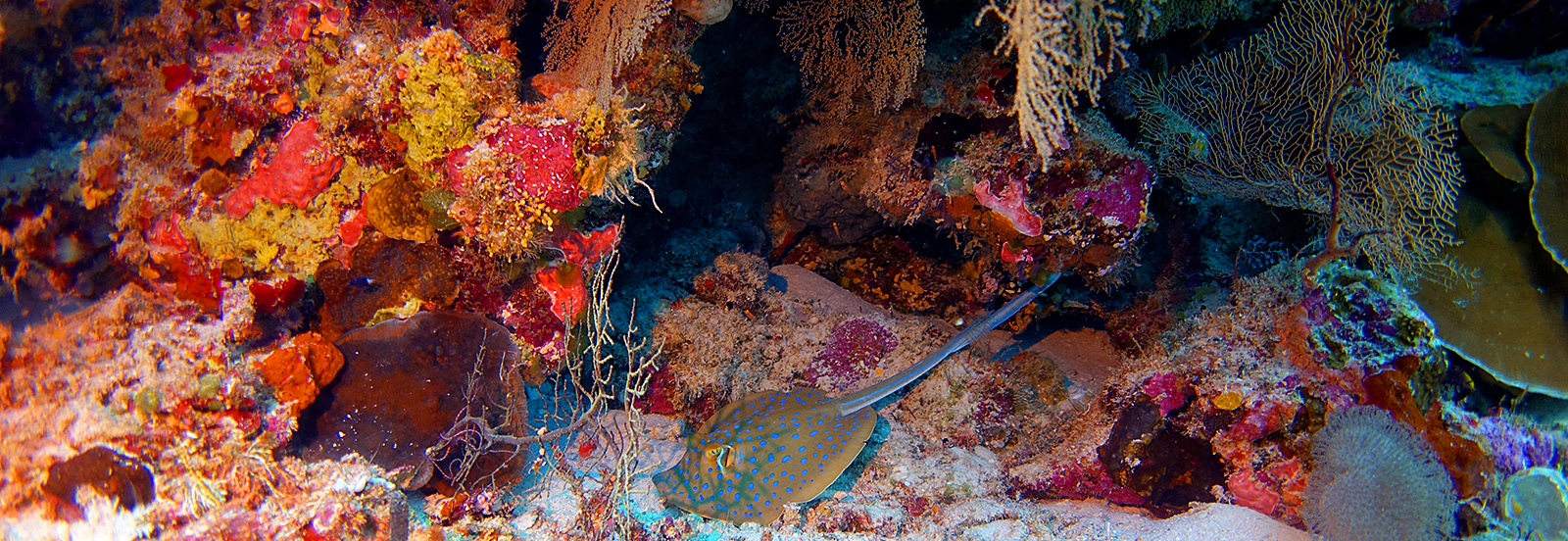 timor-leste-Bluespotted-Stingray-mesophotic-trend-soniajrowley-expedition